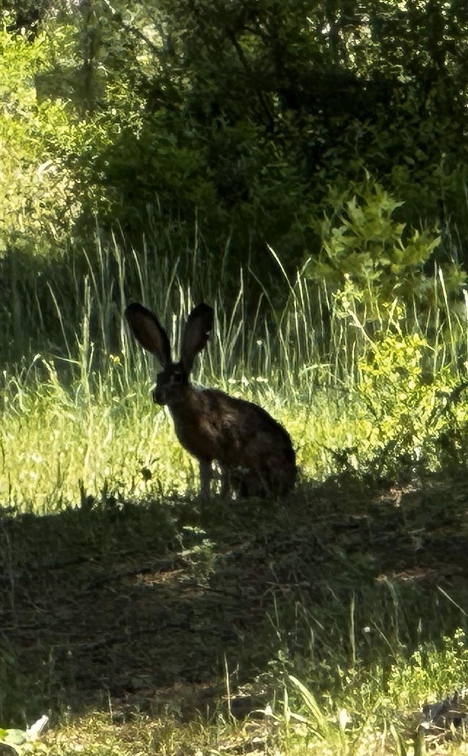 5110 Sly Park Road Pollock Pines, CA 95726 - Photo 63 of 86 a view of a tree