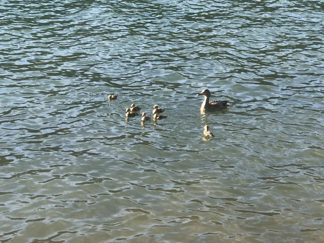 $2,250,000 | 5110 Sly Park Road, Pollock Pines, CA 95726