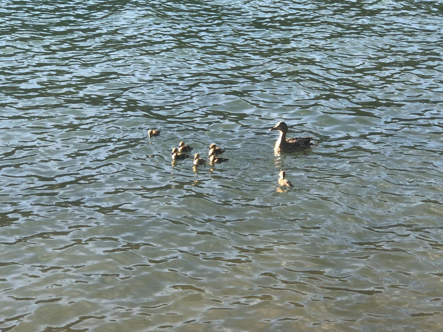 5110 Sly Park Road Pollock Pines, CA 95726 - Photo 64 of 86