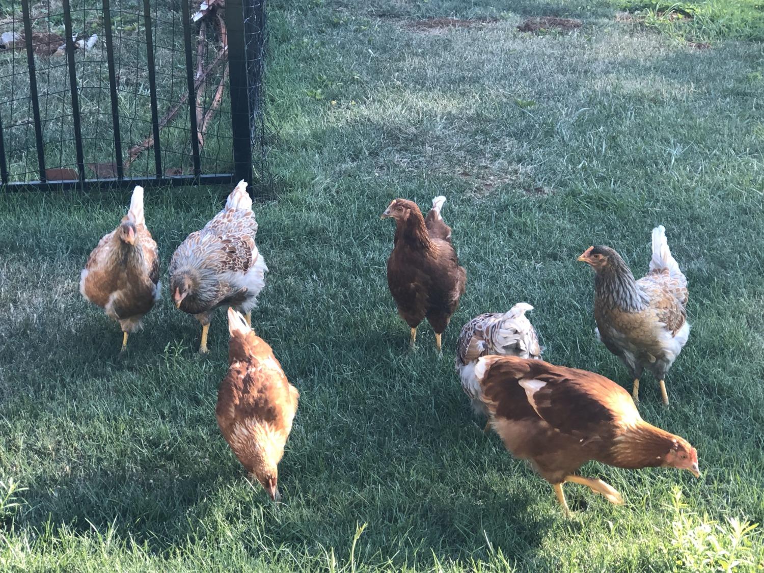 5110 Sly Park Road Pollock Pines, CA 95726 - Photo 65 of 86 a backyard of a house with lots of green space and plants