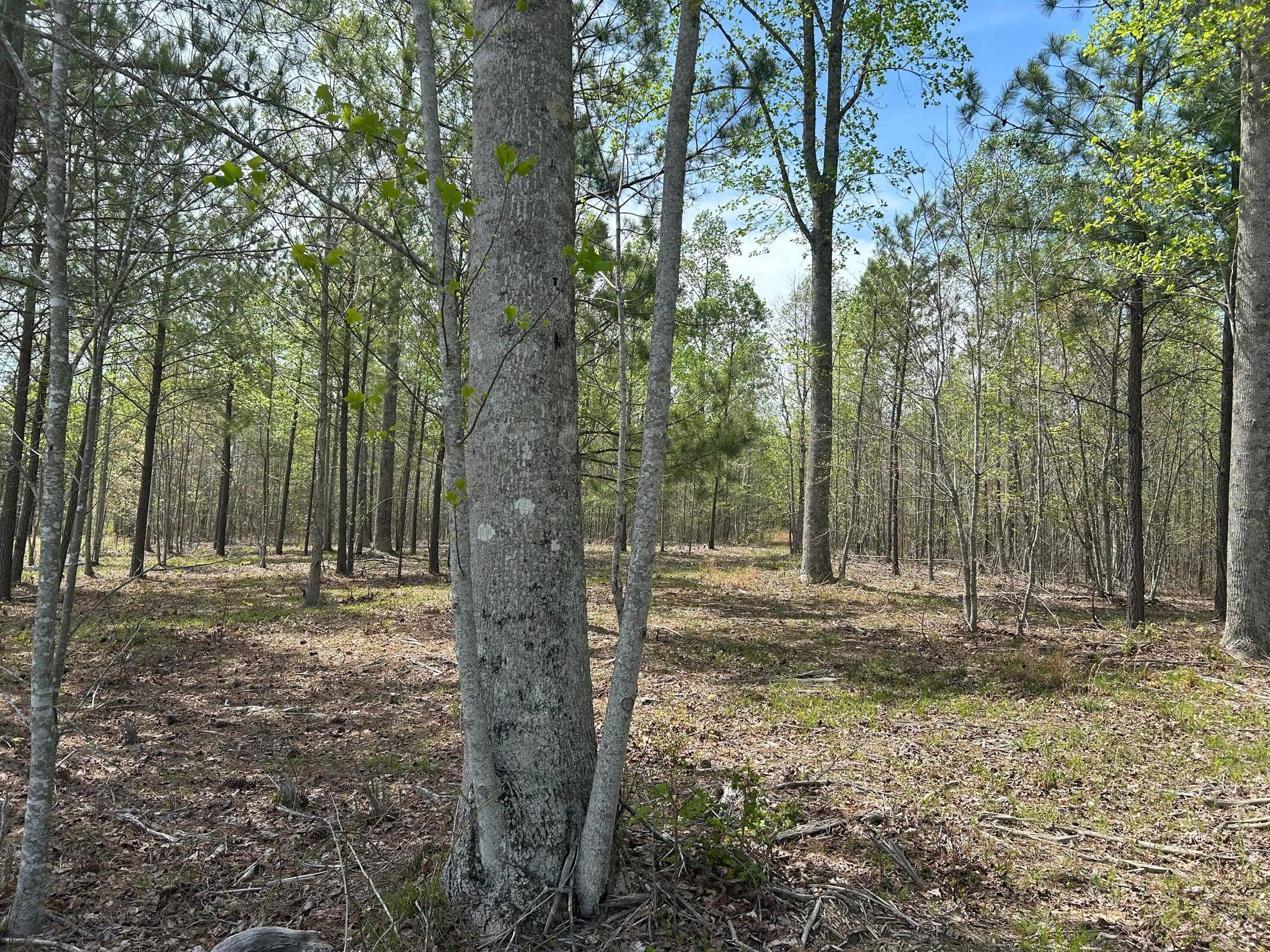 6390 Raulston Falls Drive Jasper, TN 37347 - Photo 12 of 41 20250505153104405965000000-o