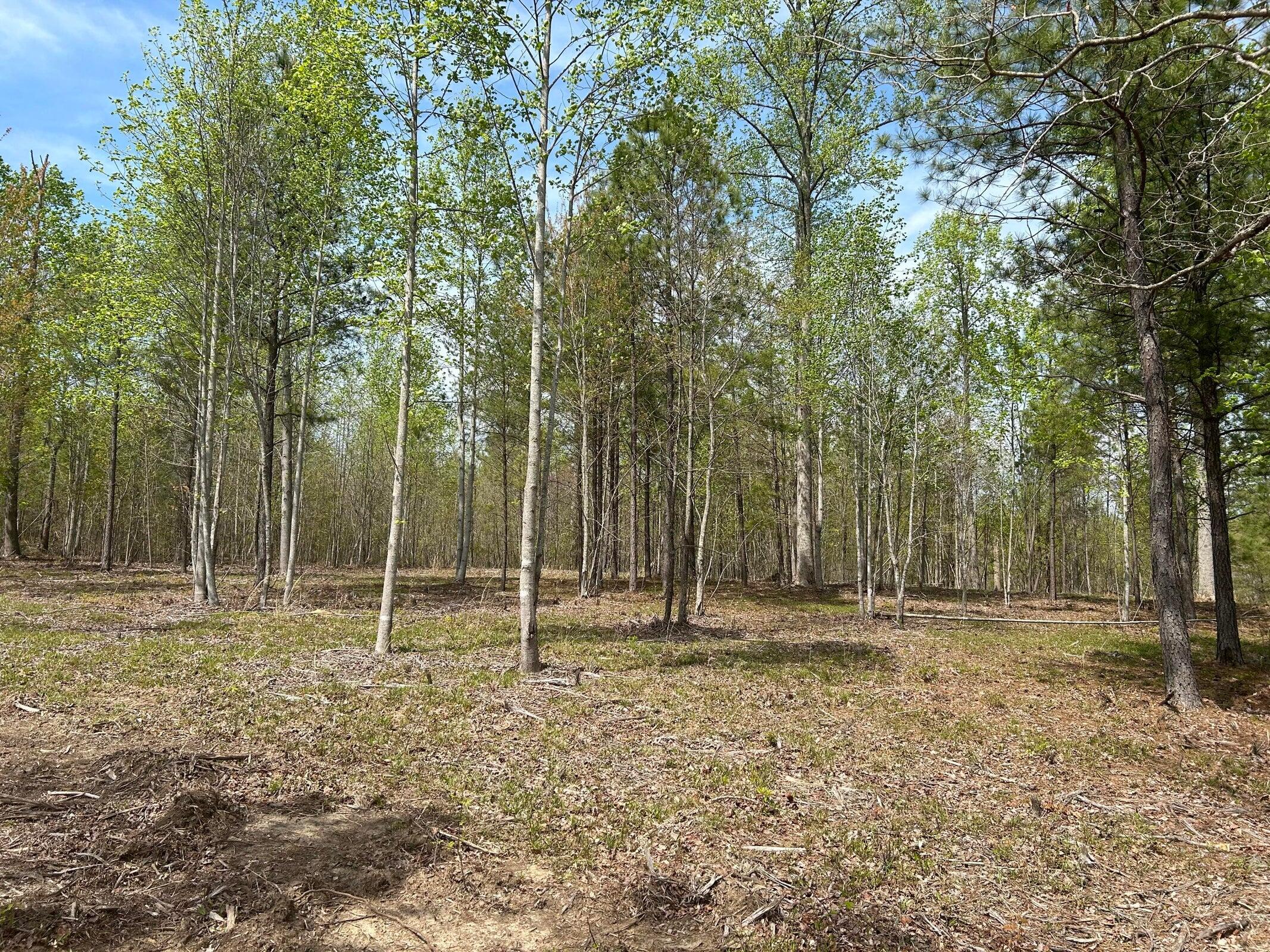 6390 Raulston Falls Drive Jasper, TN 37347 - Photo 9 of 41 20250505153052065835000000-o