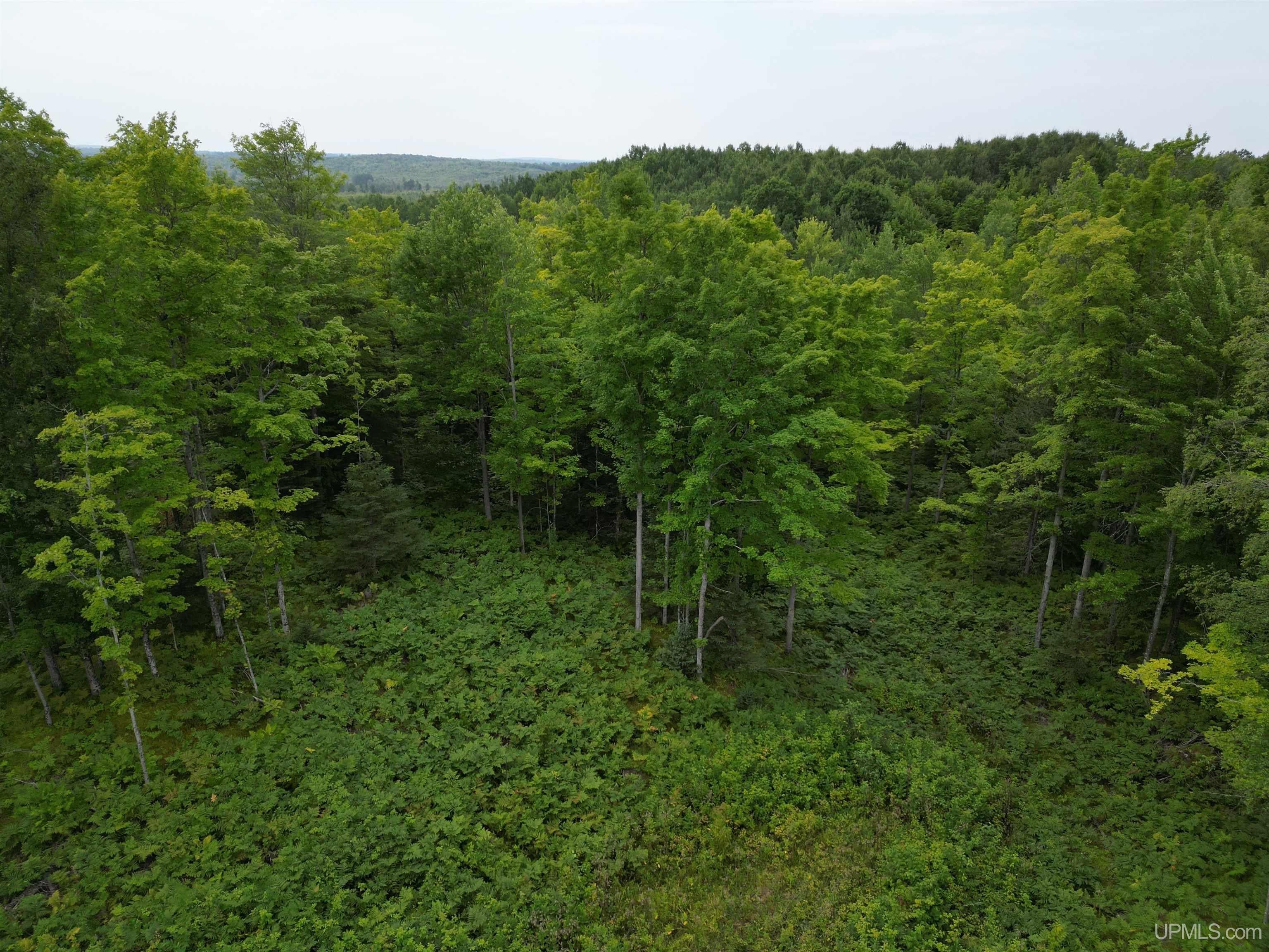 Tbd Camp Five Road Crystal Falls, MI 49920 - Photo 27 of 54 Gallery Image 27