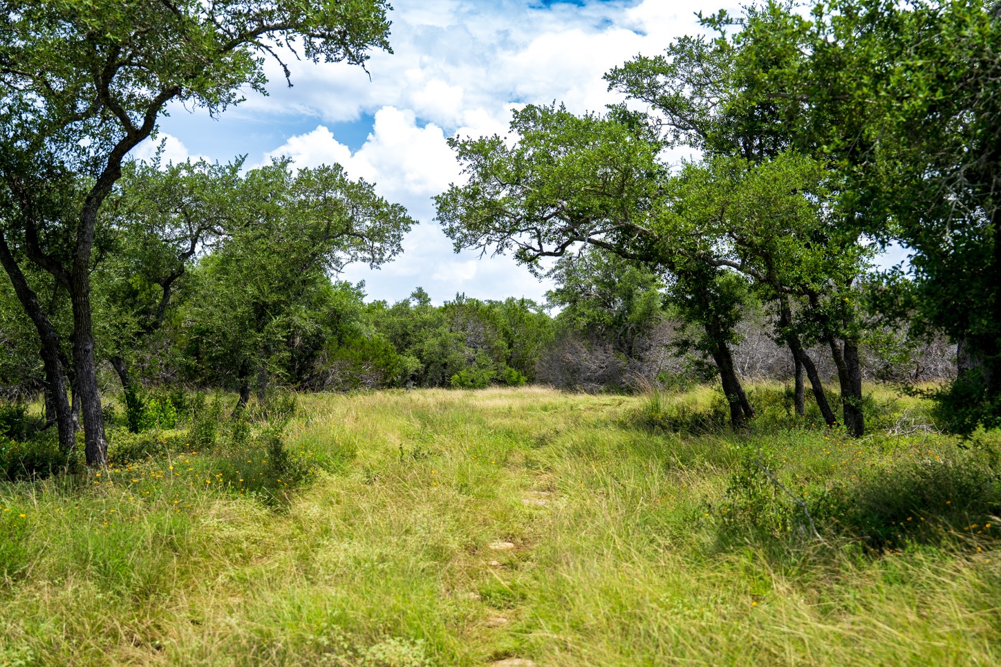 3979 Chimney Valley Road Blanco, TX 78606 - Photo 6 of 34 a big yard with lots of green space and plants