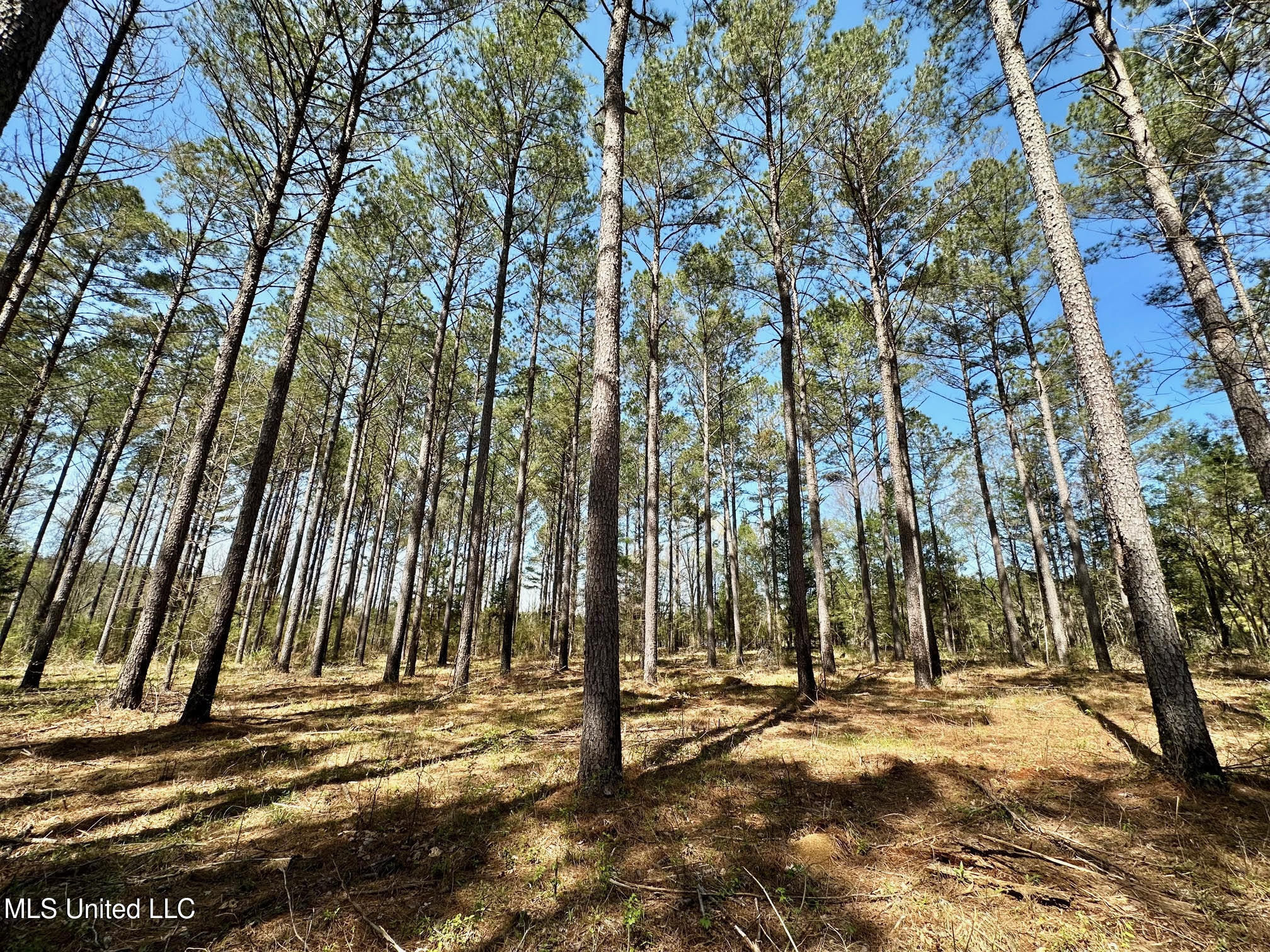 0 Morgan Road Canton, MS 39046 - Photo 8 of 21 8