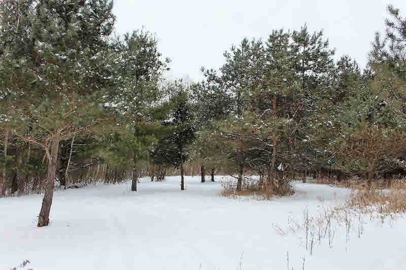 1731 Wieman Road Beaverton, MI 48612 - Photo 37 of 48