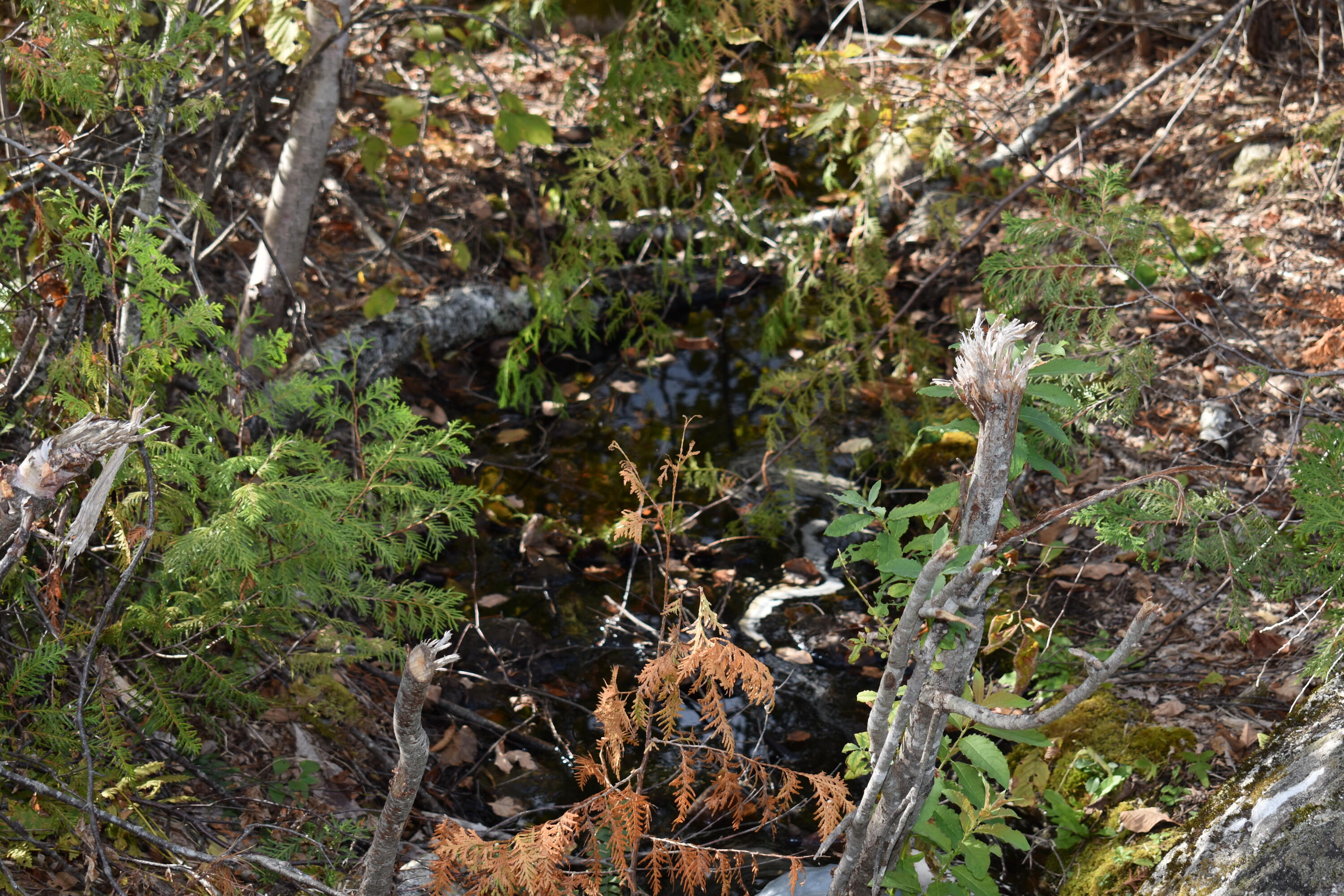 Off Off Clear Cut Lodge Road Springfield, ME 04487 - Photo 2 of 16 DSC_0073