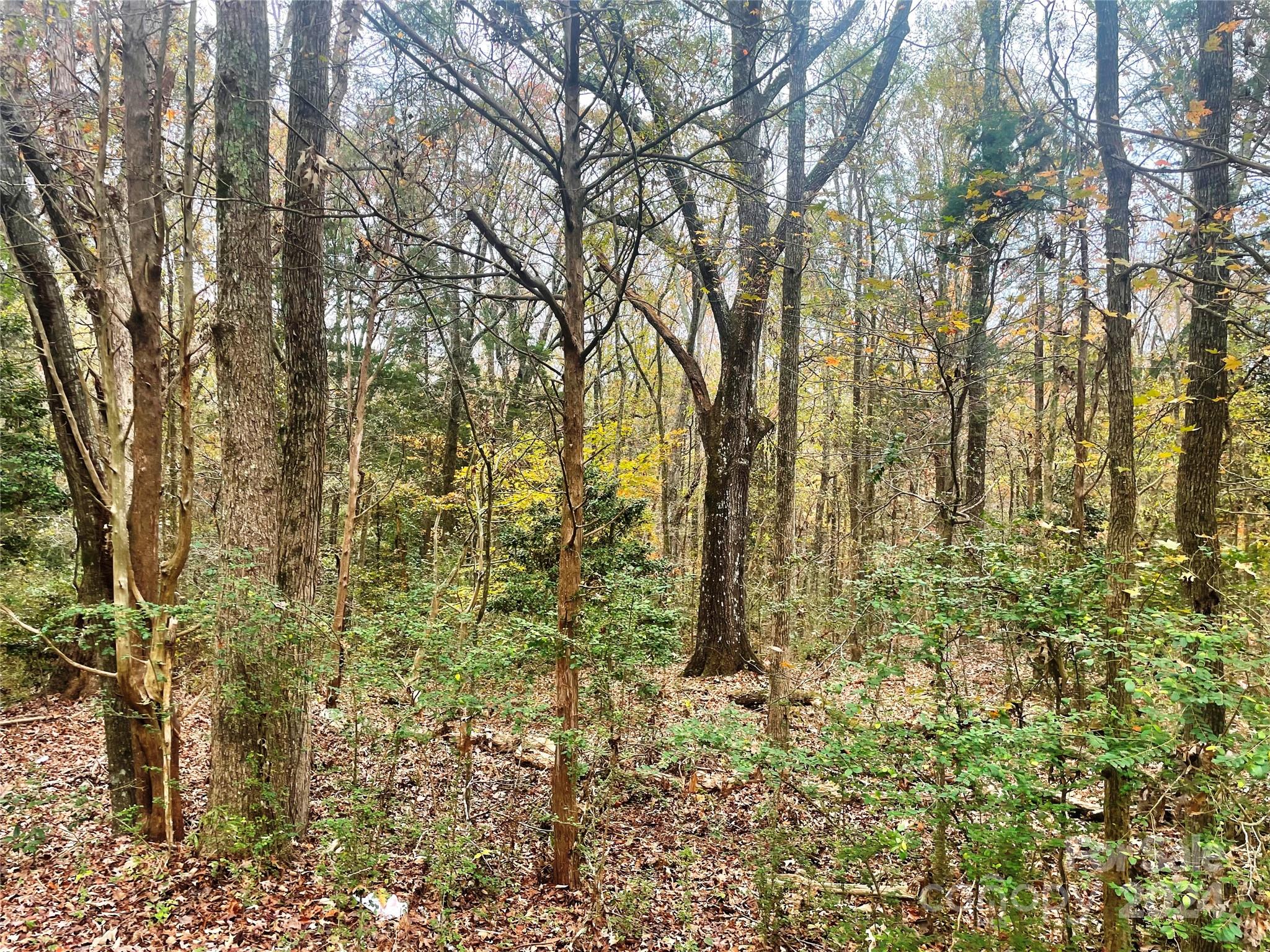 Lot 2 Starnes Road Edgemoor, SC 29712 - Photo 1 of 7 a view of a yard with large trees