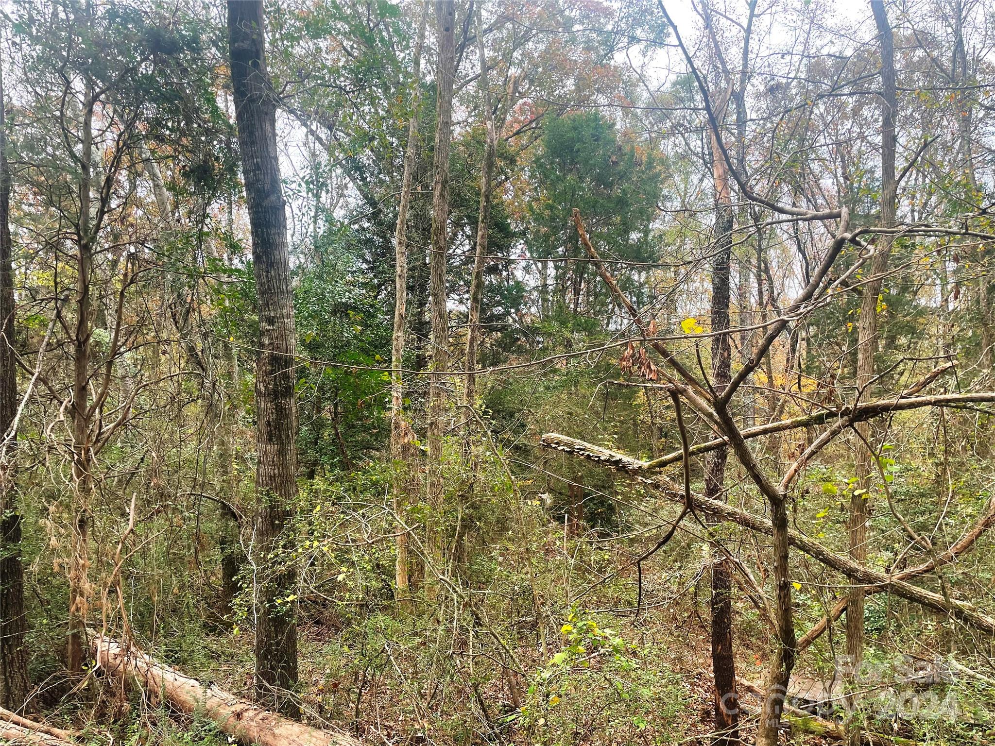 Lot 2 Starnes Road Edgemoor, SC 29712 - Photo 4 of 7 a view of forest
