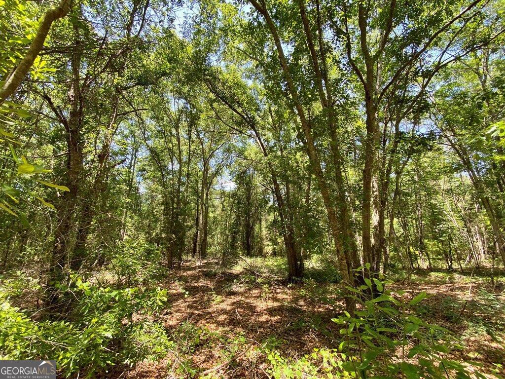 0 Tulip Road Rebecca, GA 31079 - Photo 1 of 1