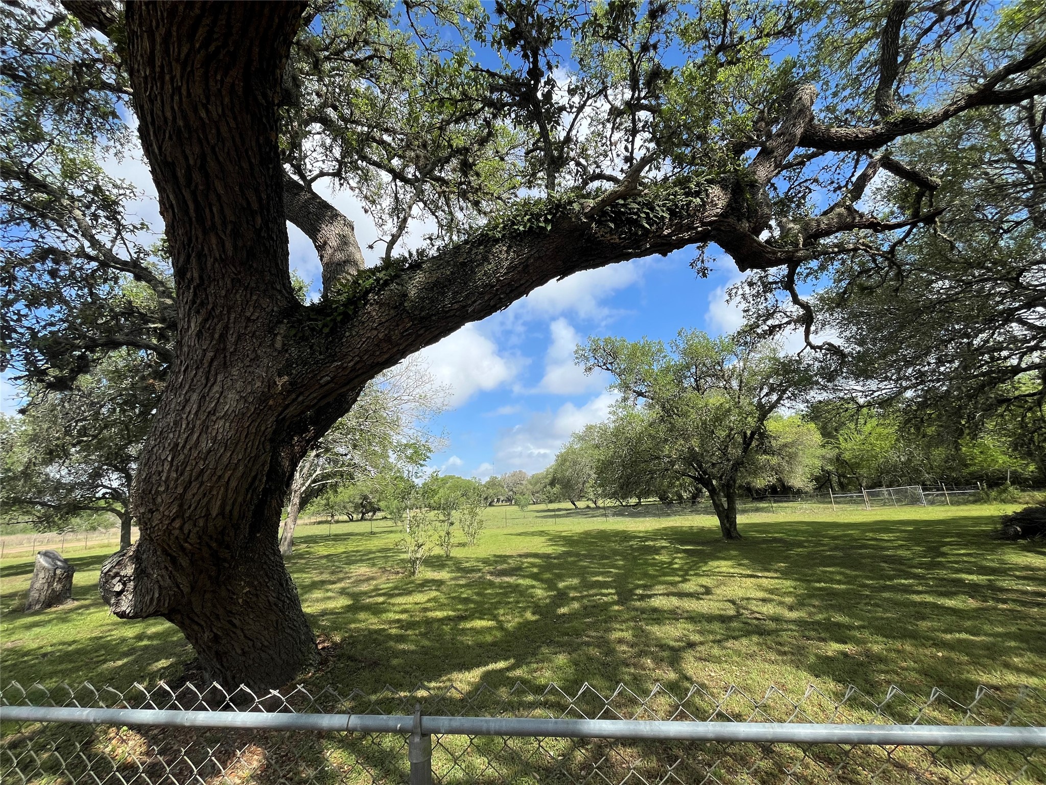 1475 Cr 16 Road Garwood, TX 77442 - Photo 37 of 43 a view of a yard with large trees