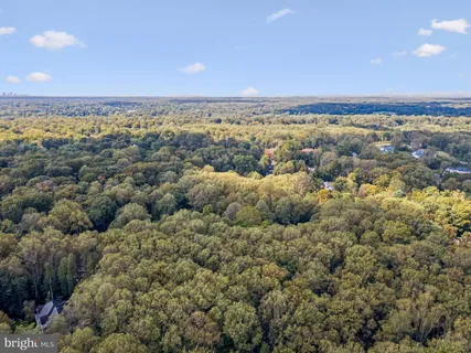 a view of a forest with a tree