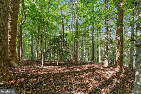a view of outdoor space with deck and tree