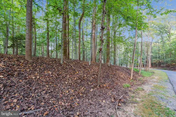 a view of a forest that has large trees
