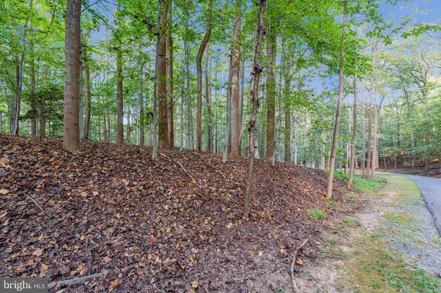 a view of a forest that has large trees