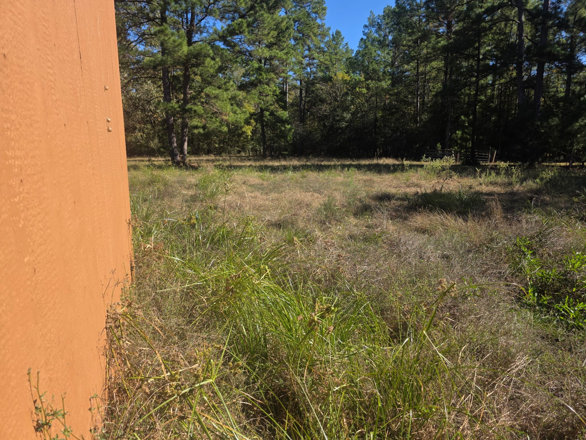 633 Ira Denson Road Coldspring, TX 77331 - Photo 24 of 27 a view of a yard with a tree