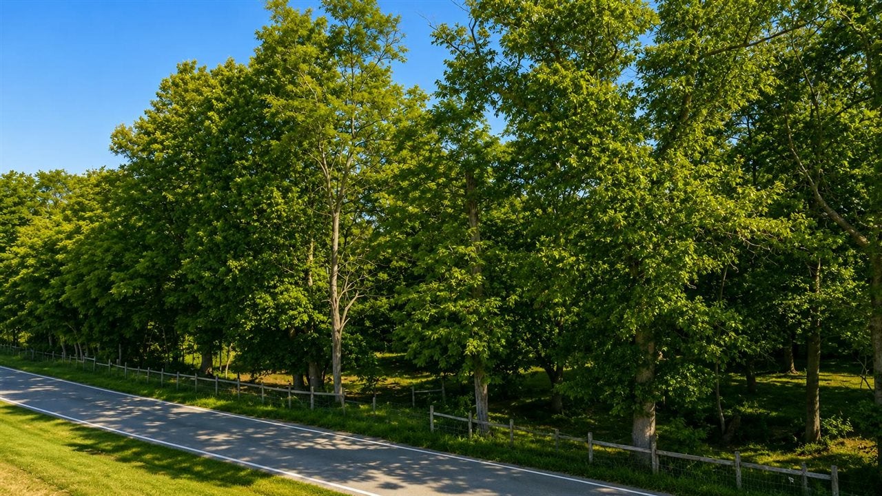 5840 Randolph Goodluck Road Summer Shade, KY 42166 - Photo 5 of 13 Gallery Image 5