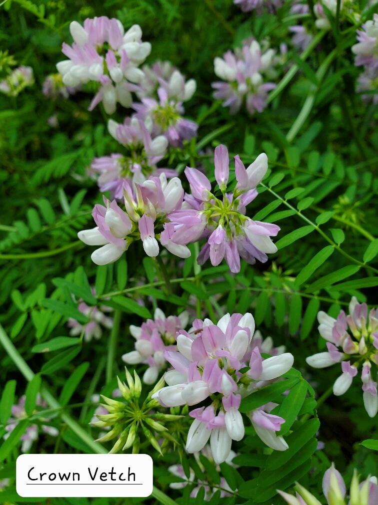 135 Andrews Road Corinth, ME 04427 - Photo 35 of 35 Crown Vetch growing nearby