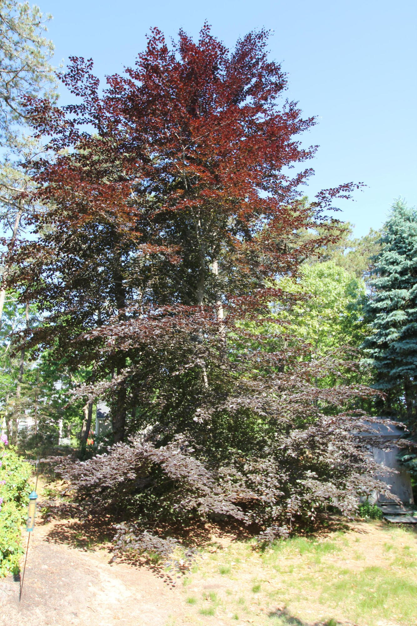 1325 Bridge Road Eastham, MA 02642 - Photo 20 of 32 Tree