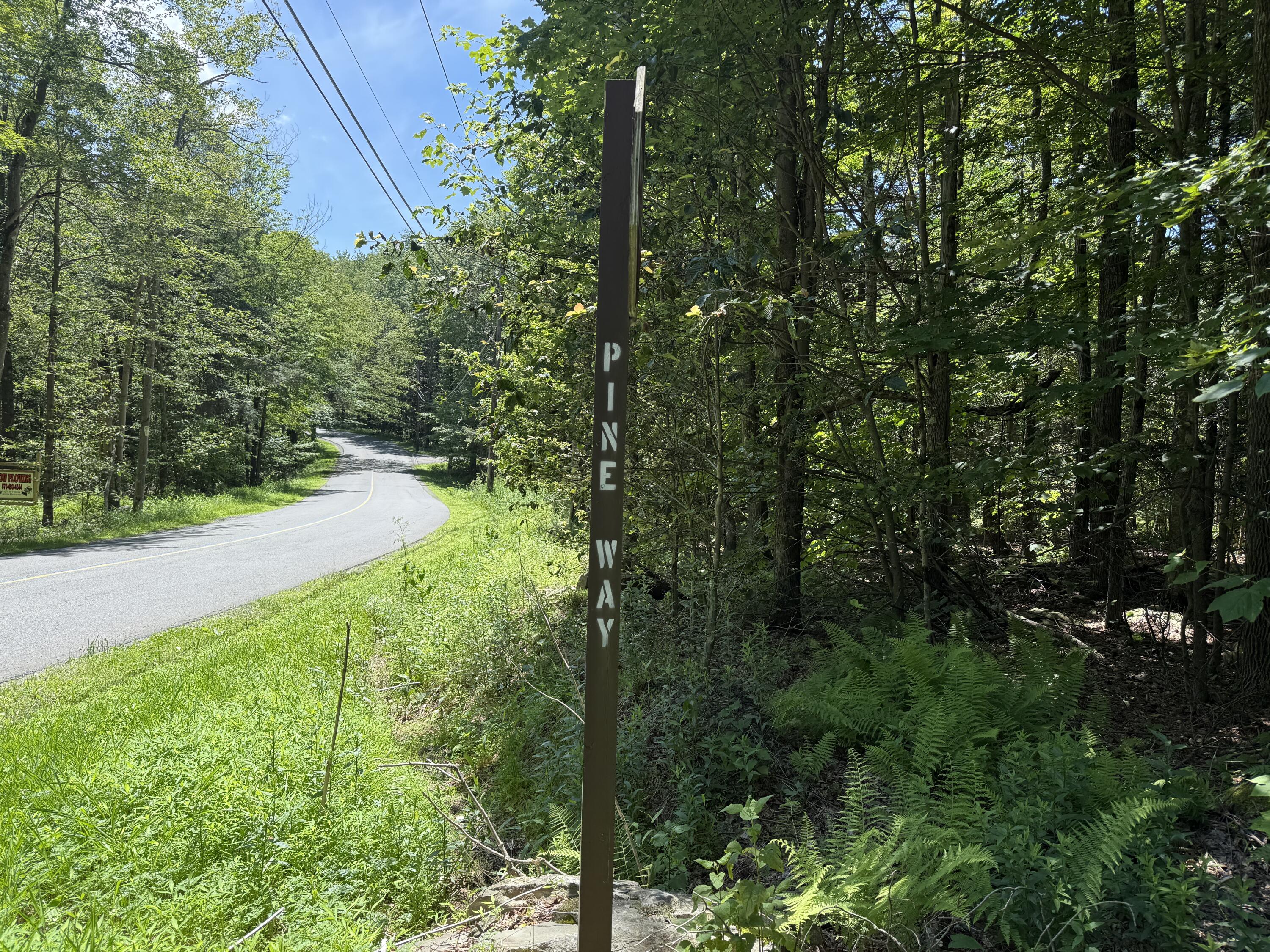 a view of a yard with plants and large trees