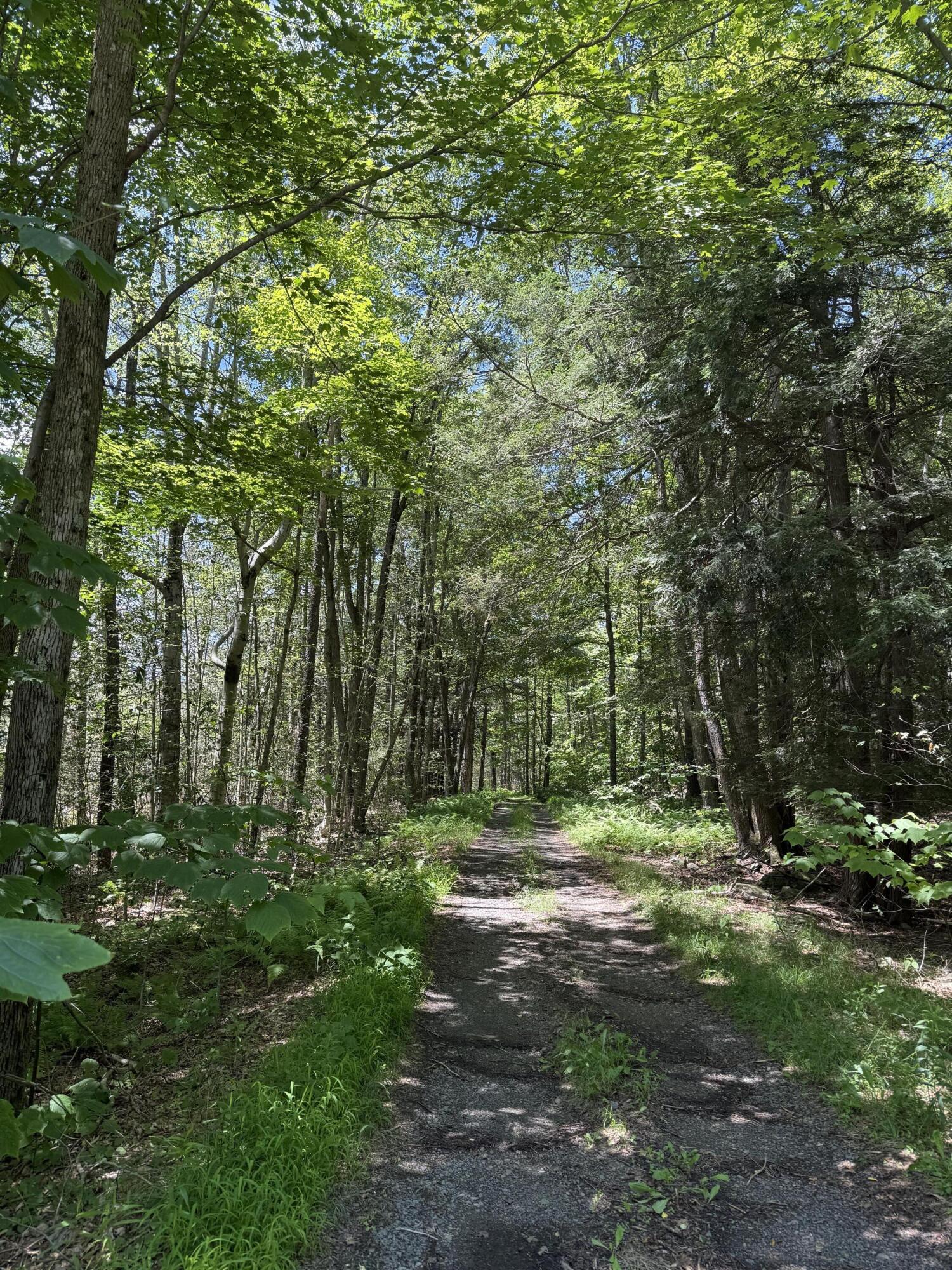 10 Pine Way Newfoundland, PA 18445 - Photo 2 of 6 a big yard with lots of green space and trees