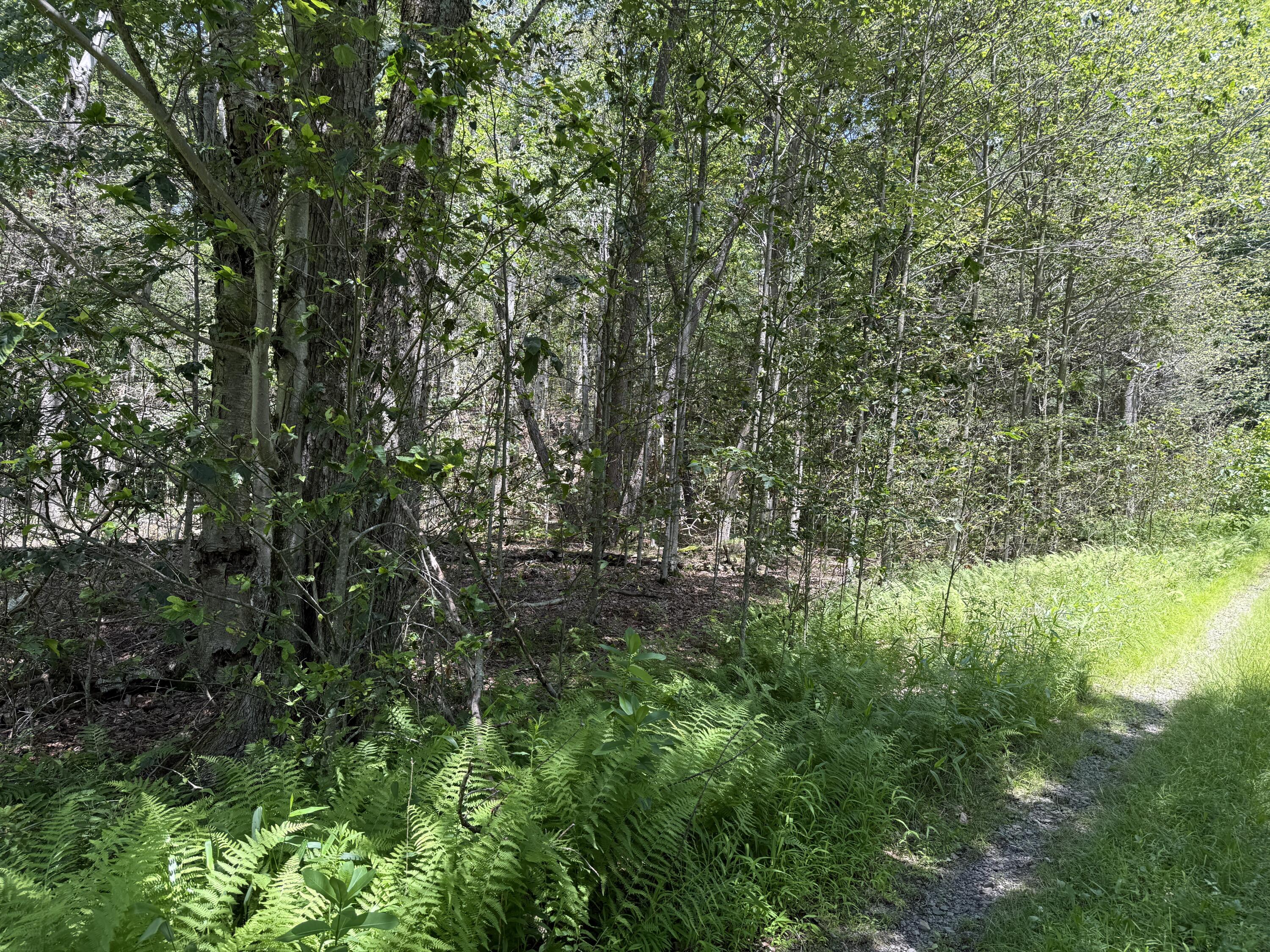 10 Pine Way Newfoundland, PA 18445 - Photo 4 of 6 a view of a forest