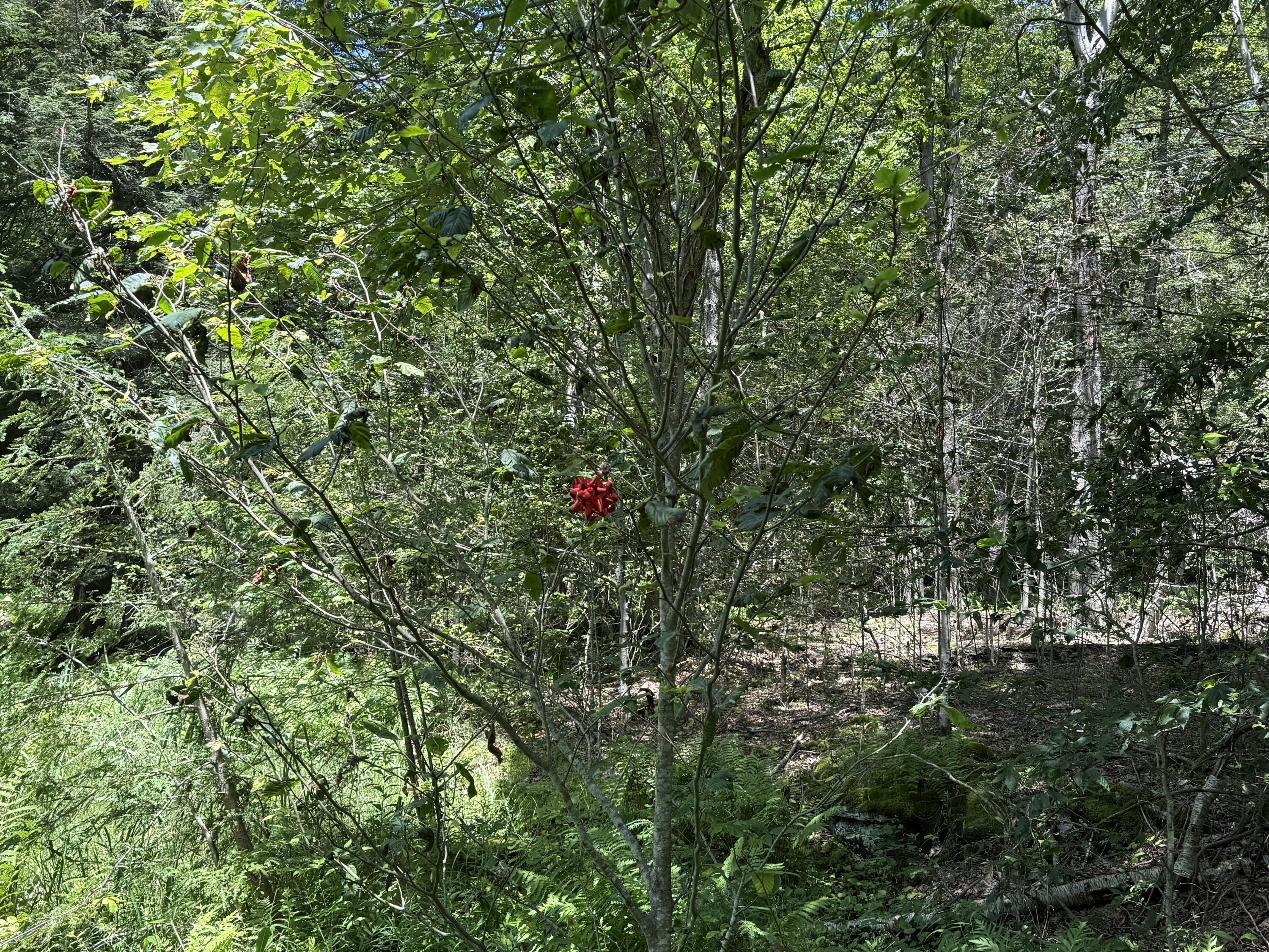 10 Pine Way Newfoundland, PA 18445 - Photo 5 of 6 a view of a lush green forest