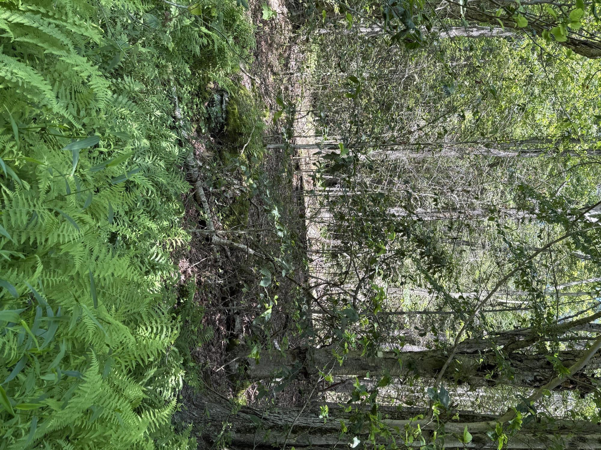 10 Pine Way Newfoundland, PA 18445 - Photo 6 of 6 a view of a city with lush green forest