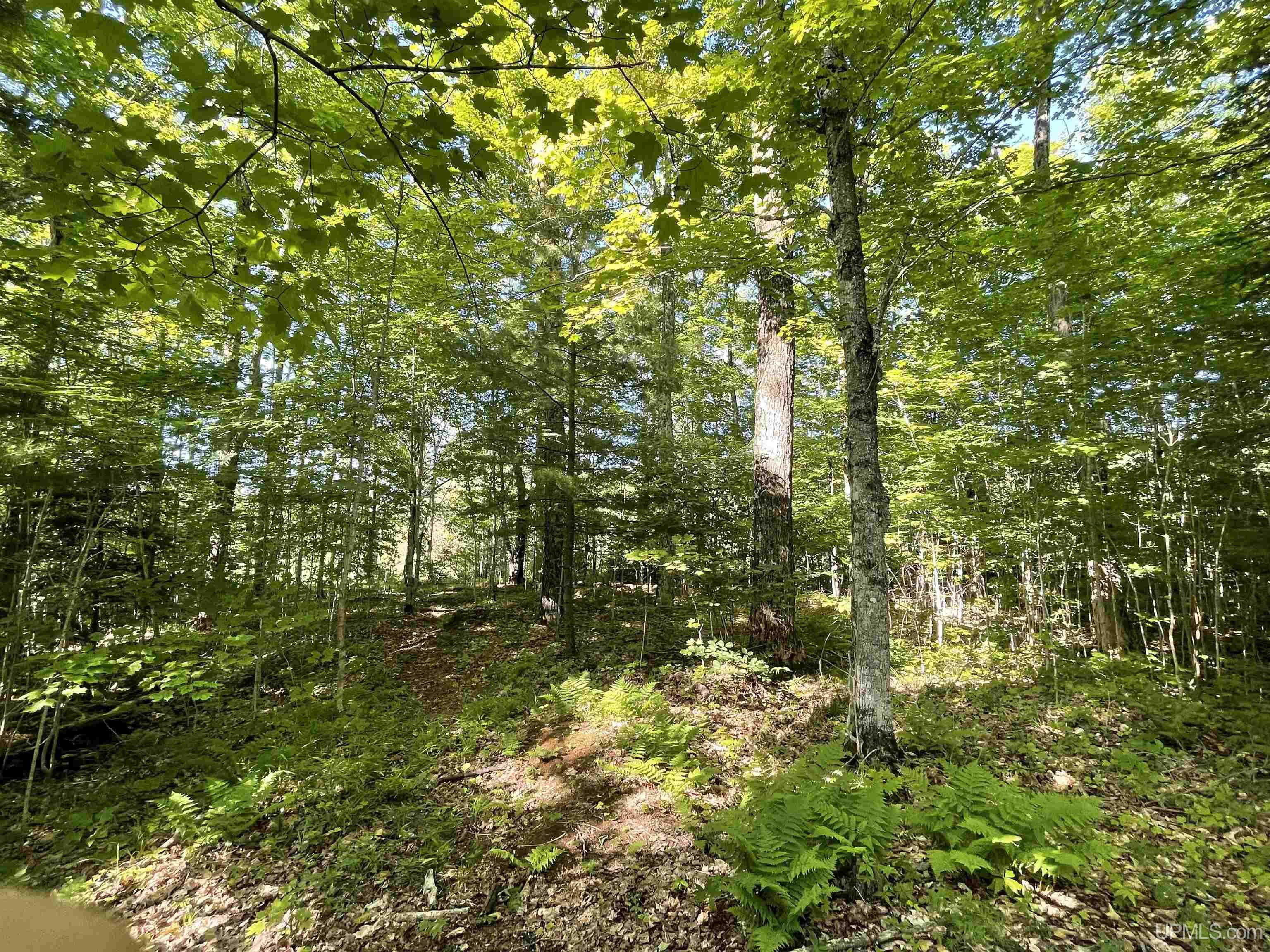 Tbd Tbd River Road Gulliver, MI 49840 - Photo 4 of 12