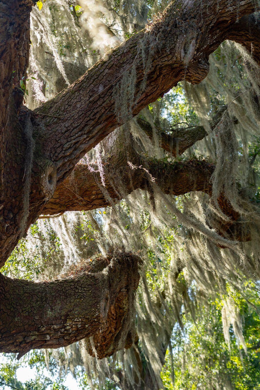 2518 Grace Chapel Road Wadmalaw Island, SC 29487 - Photo 72 of 75 2518GraceChapelRd-KeenEyeMarketing-004