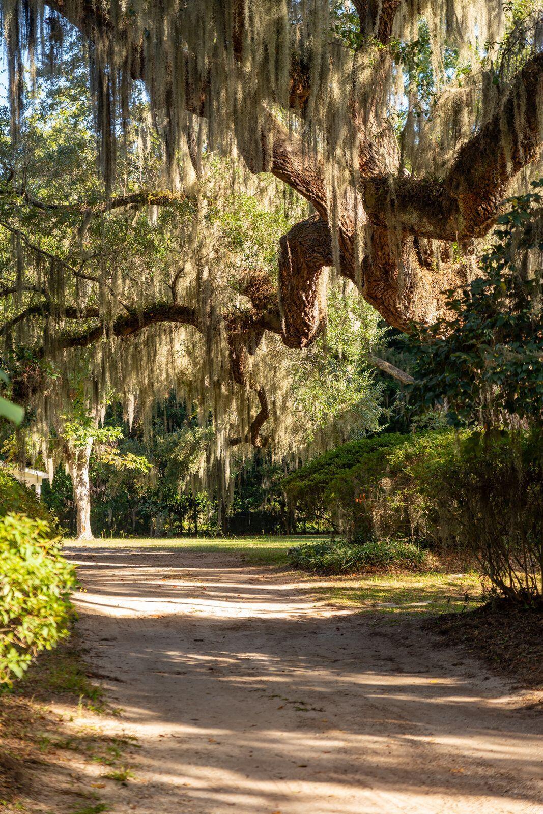 2518 Grace Chapel Road Wadmalaw Island, SC 29487 - Photo 8 of 75 2518GraceChapelRd-KeenEyeMarketing-097