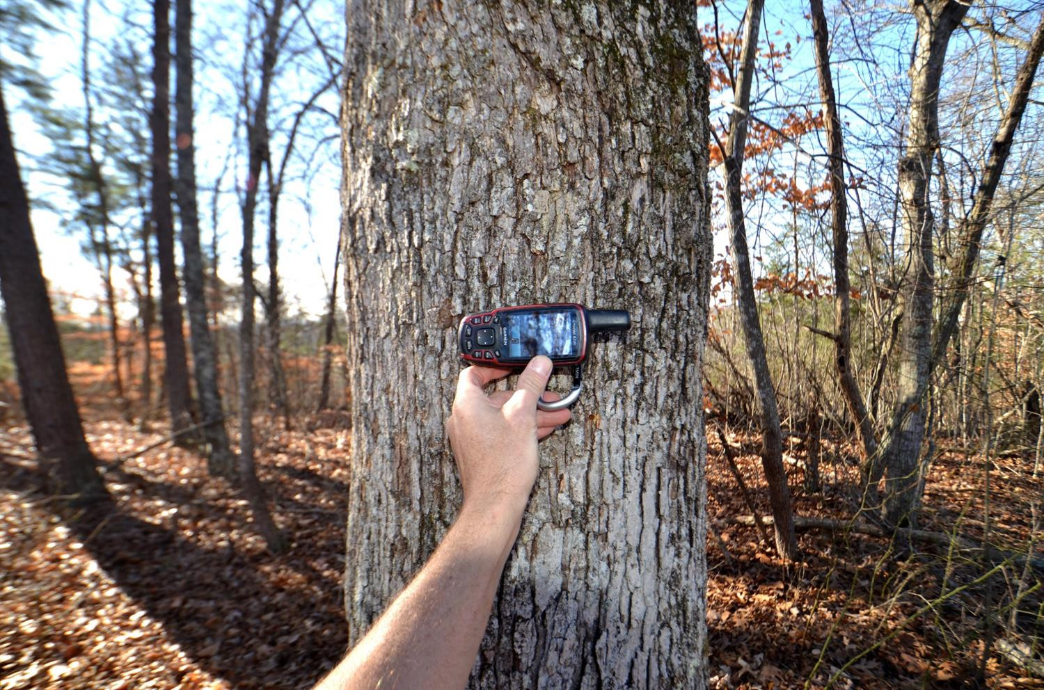 146 Opossum Run Road Irvine, KY 40336 - Photo 30 of 64 Hardwoods all over the farm!