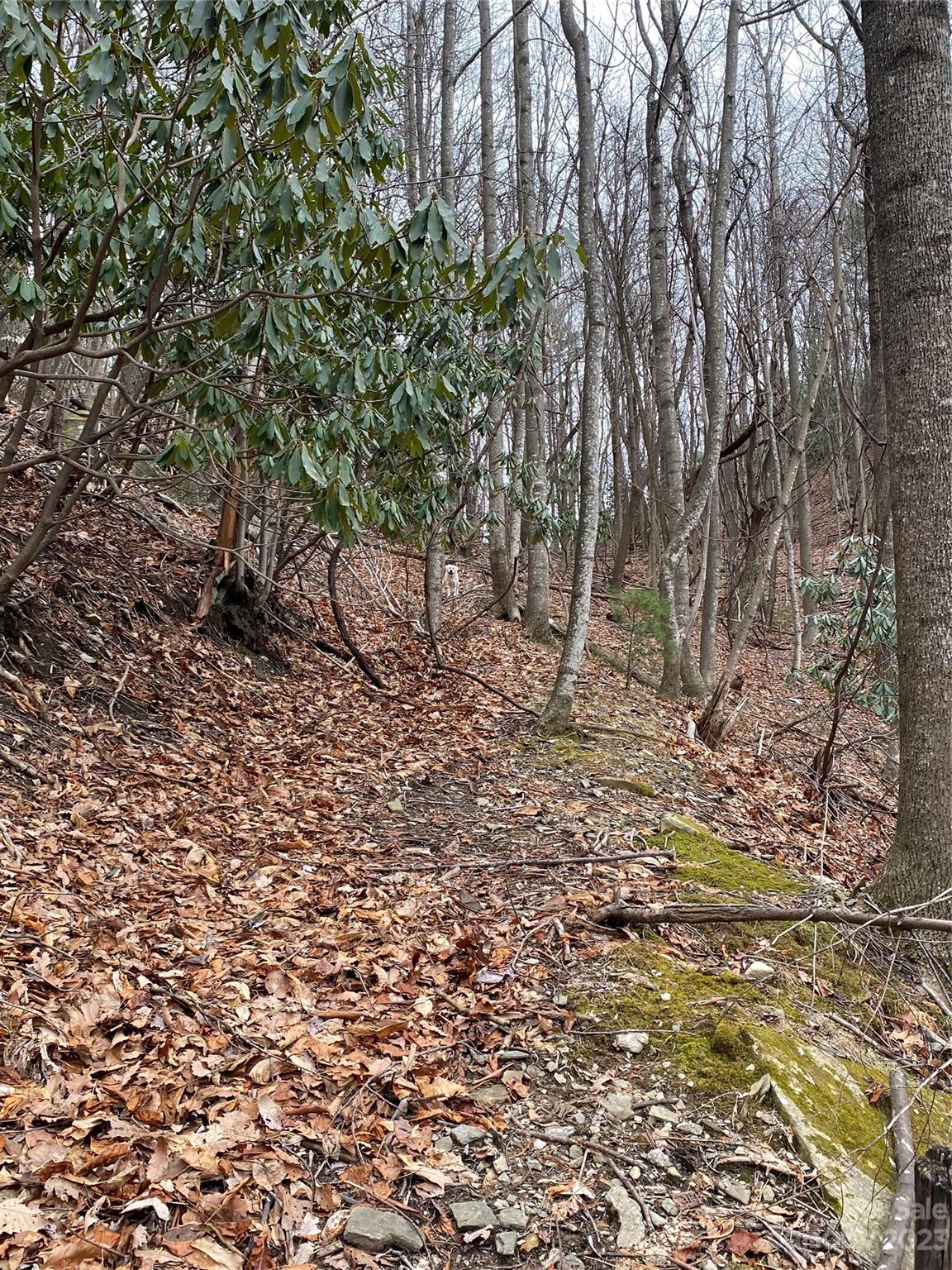 Tbd Sheets Gap Road Millers Creek, NC 28651 - Photo 14 of 15 a view of a yard with a tree