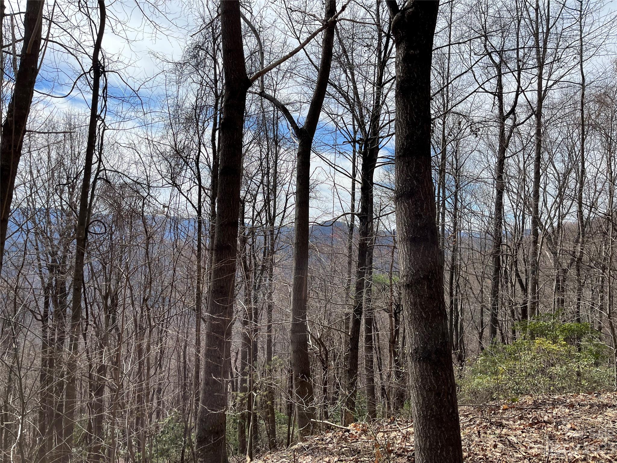 Tbd Sheets Gap Road Millers Creek, NC 28651 - Photo 3 of 15 a view of forest