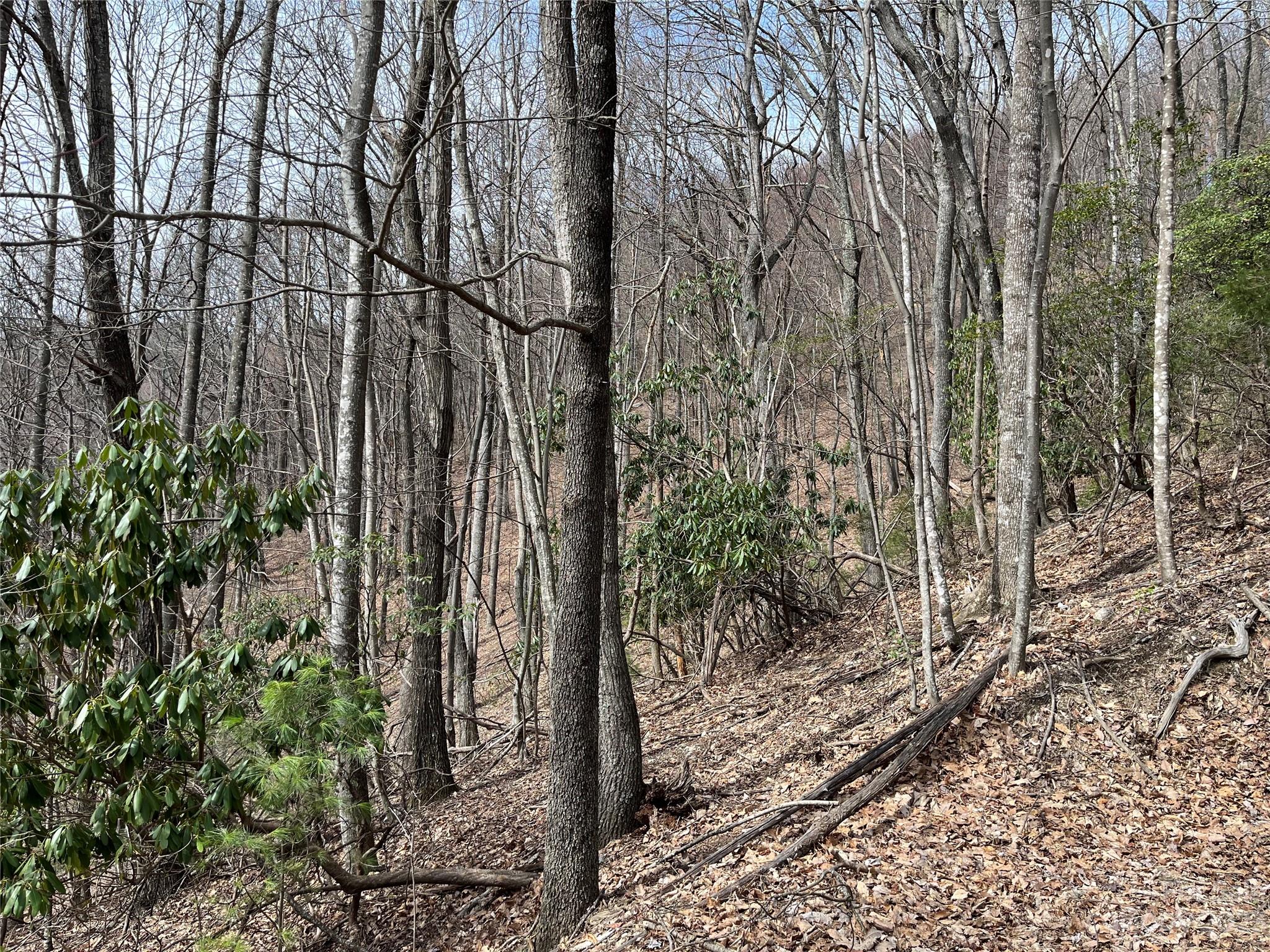 Tbd Sheets Gap Road Millers Creek, NC 28651 - Photo 8 of 15 a view of a forest filled with trees