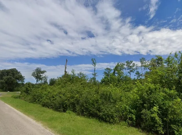 a view of a bunch of trees and bushes