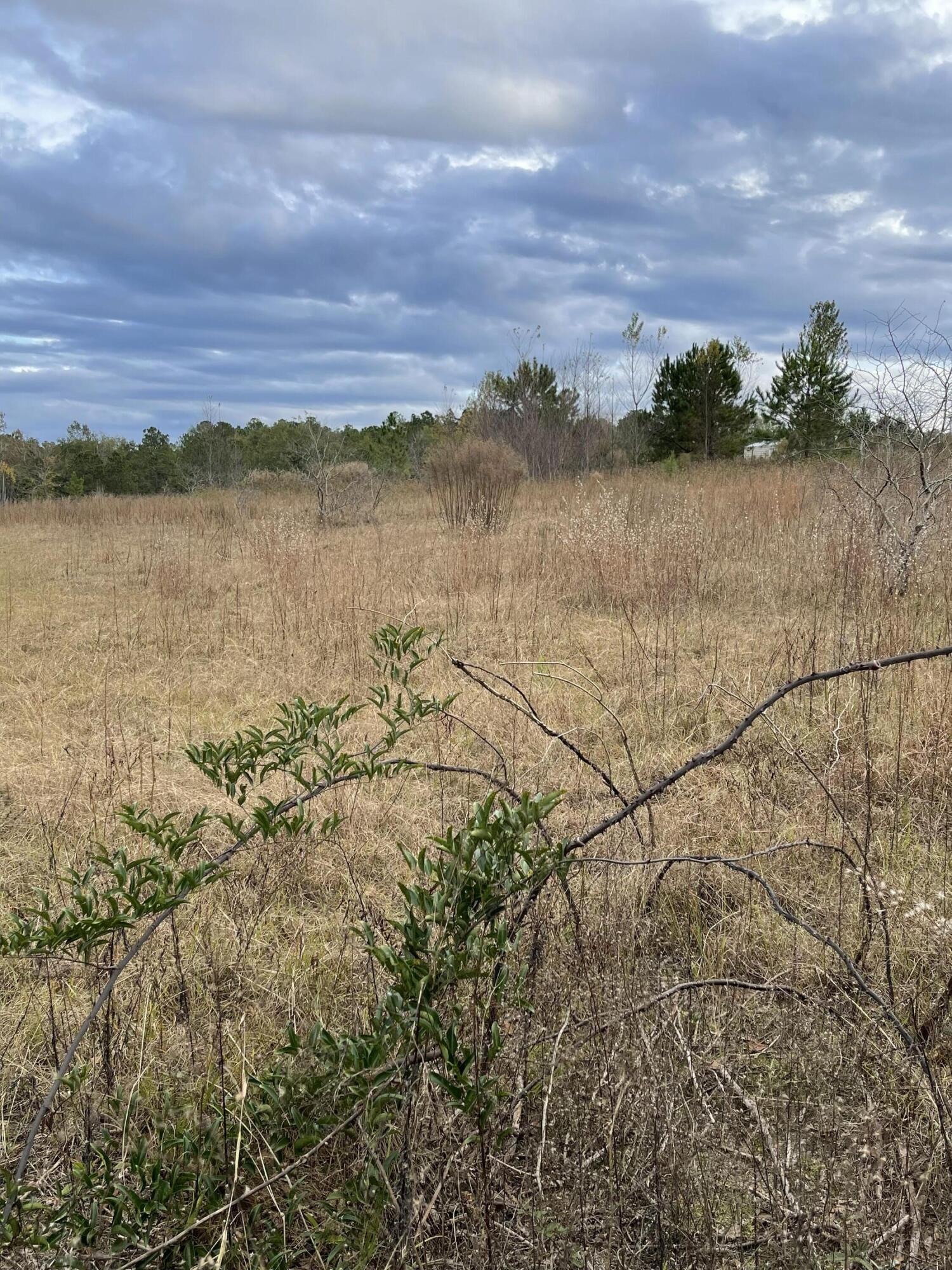 0 Mt Calvary Road Trenton, SC 29847 - Photo 2 of 3