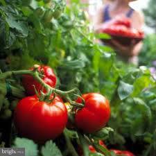 708 Tolbert Drive Odenton, MD 21113 - Photo 17 of 21 a view of a tree with a flower