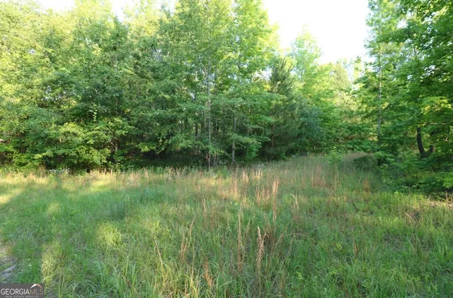 a view of a forest with trees in the background