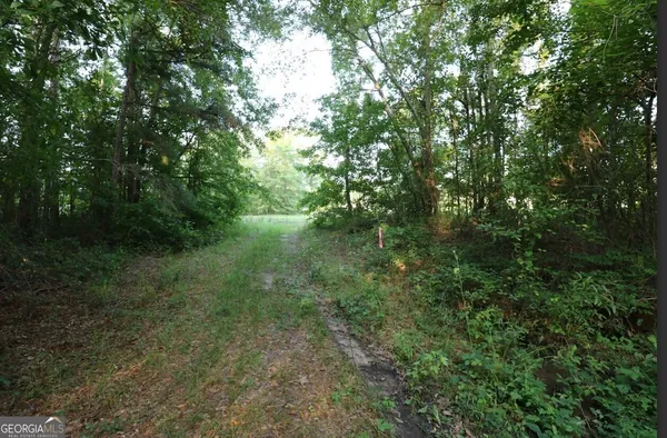 a view of a forest with trees