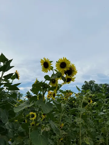 a front view of a house with lots of trees in front of it
