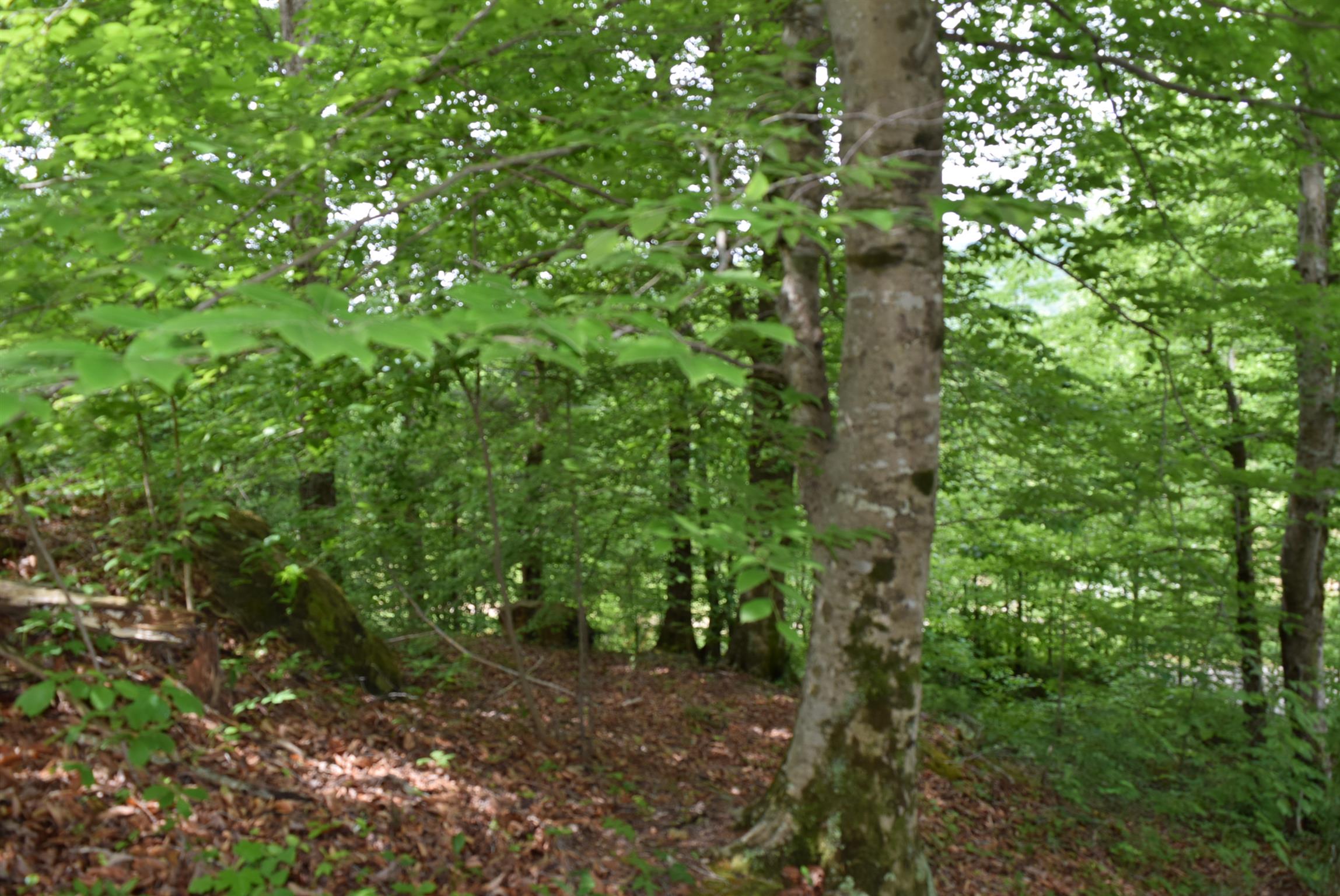 1658 Burroughs Cove Road Altamont, TN 37301 - Photo 14 of 14 Gallery Image 14