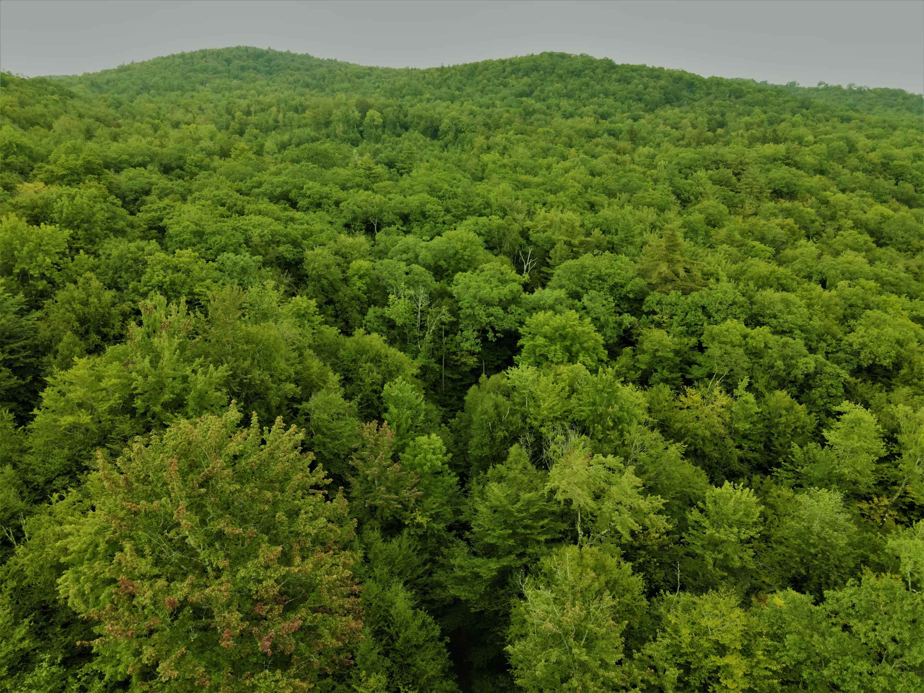 0 Manning Road Townshend, VT 05353 - Photo 1 of 18