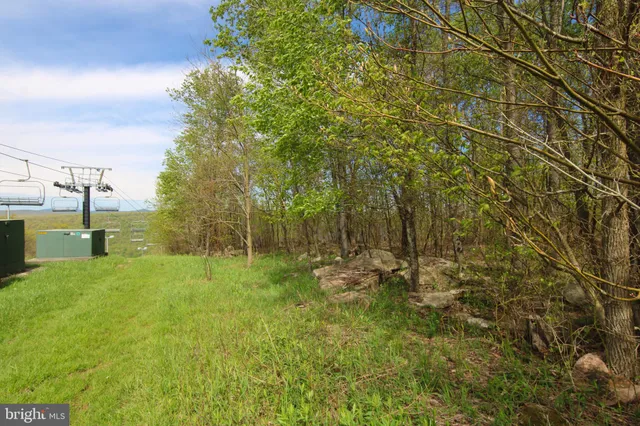 a view of a trees with a yard