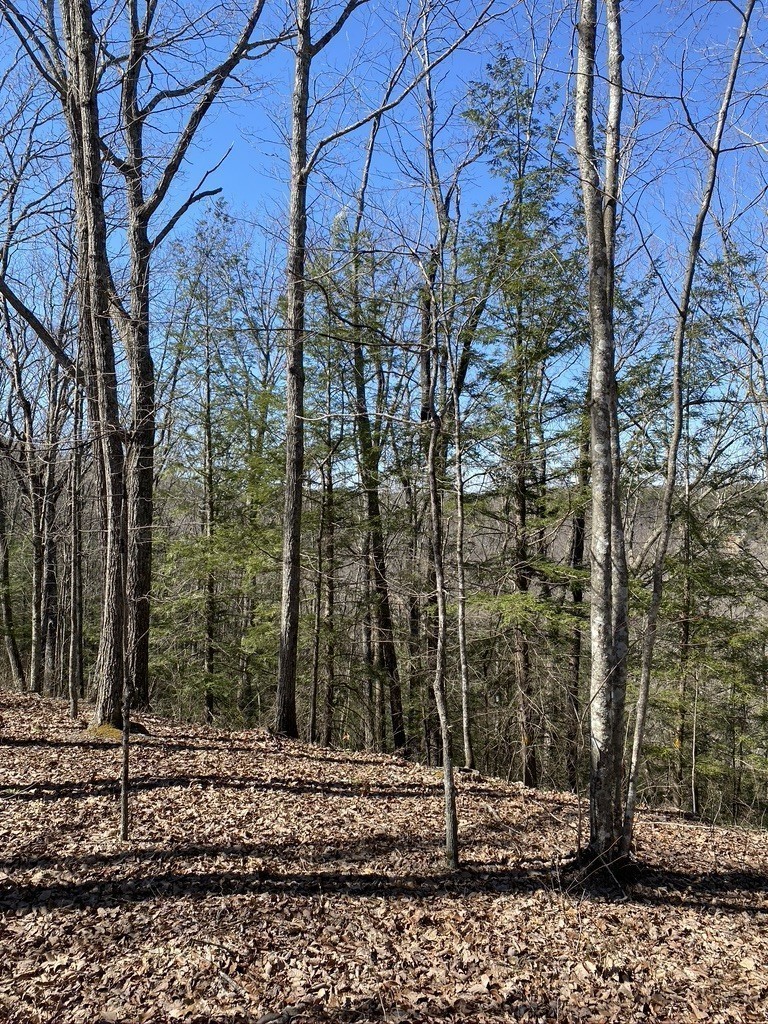 916 North Rim Drive Coalmont, TN 37313 - Photo 11 of 24 a backyard of a house with lots of green space