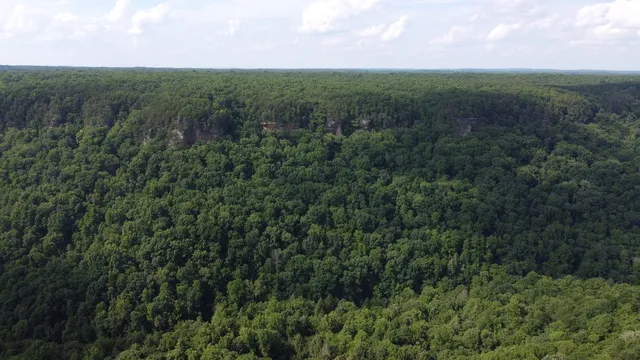 a view of a lush green forest with lots of trees