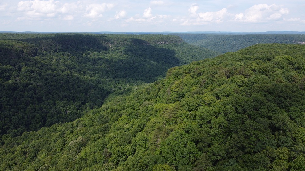 916 North Rim Drive Coalmont, TN 37313 - Photo 20 of 24 a view of a lush green forest with lots of trees