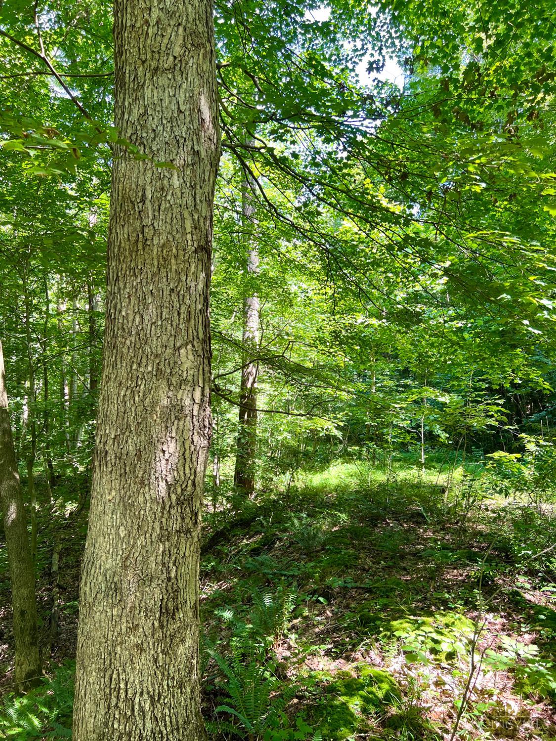 0 South Chenoweth Fork Road Piketon, OH 45661 - Photo 65 of 95