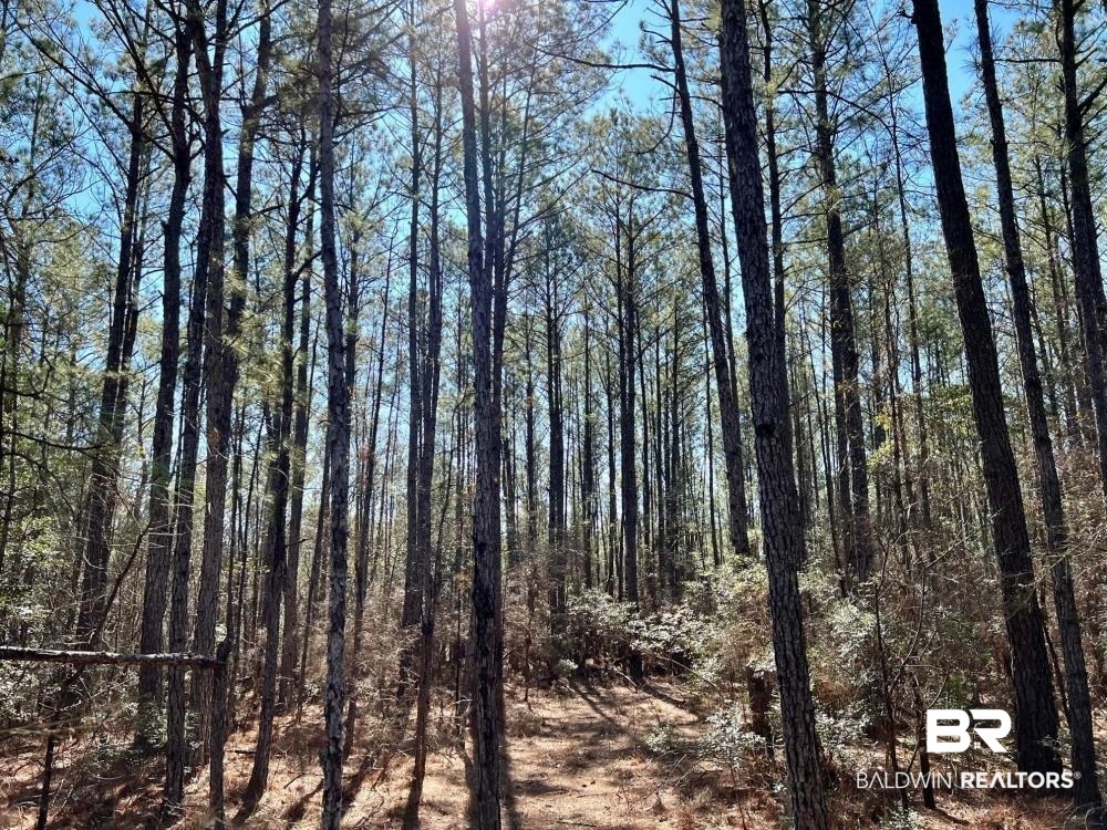 0 Country Road Deer Park, AL 36529 - Photo 31 of 46