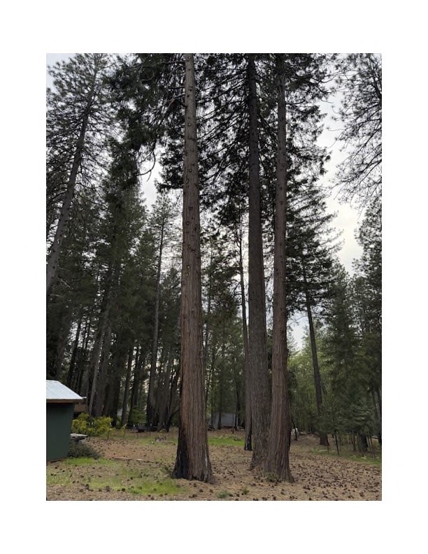 14565 Coutolenc Road Magalia, CA 95954 - Photo 34 of 43